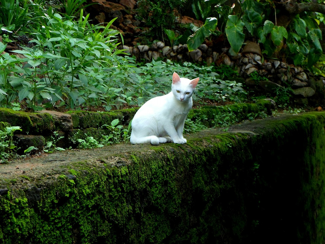 cats white kitten free photo