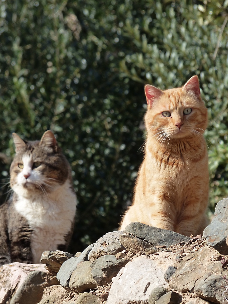 cats freedom feline look free photo