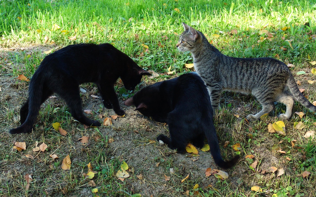 cats hunting meadow free photo