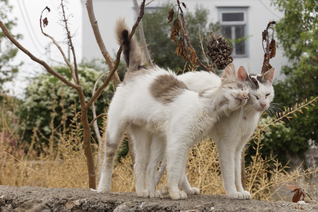 cats greece white free photo