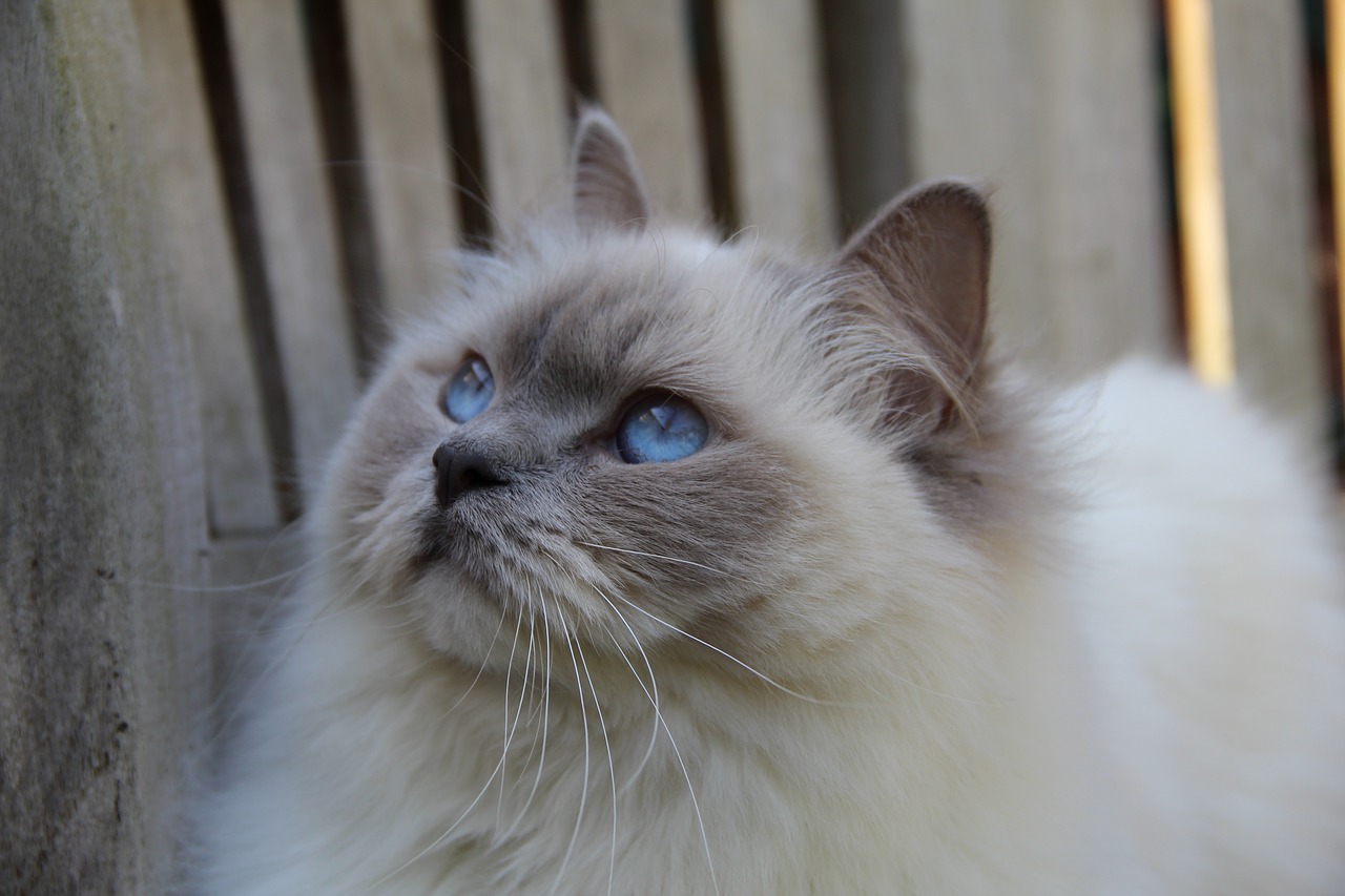 cats mammal ragdoll free photo