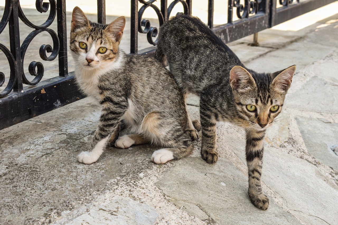 cats young stray free photo