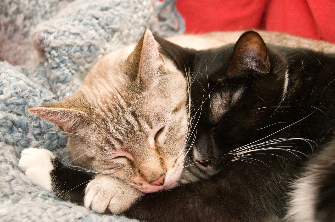 cats cuddly cute free photo