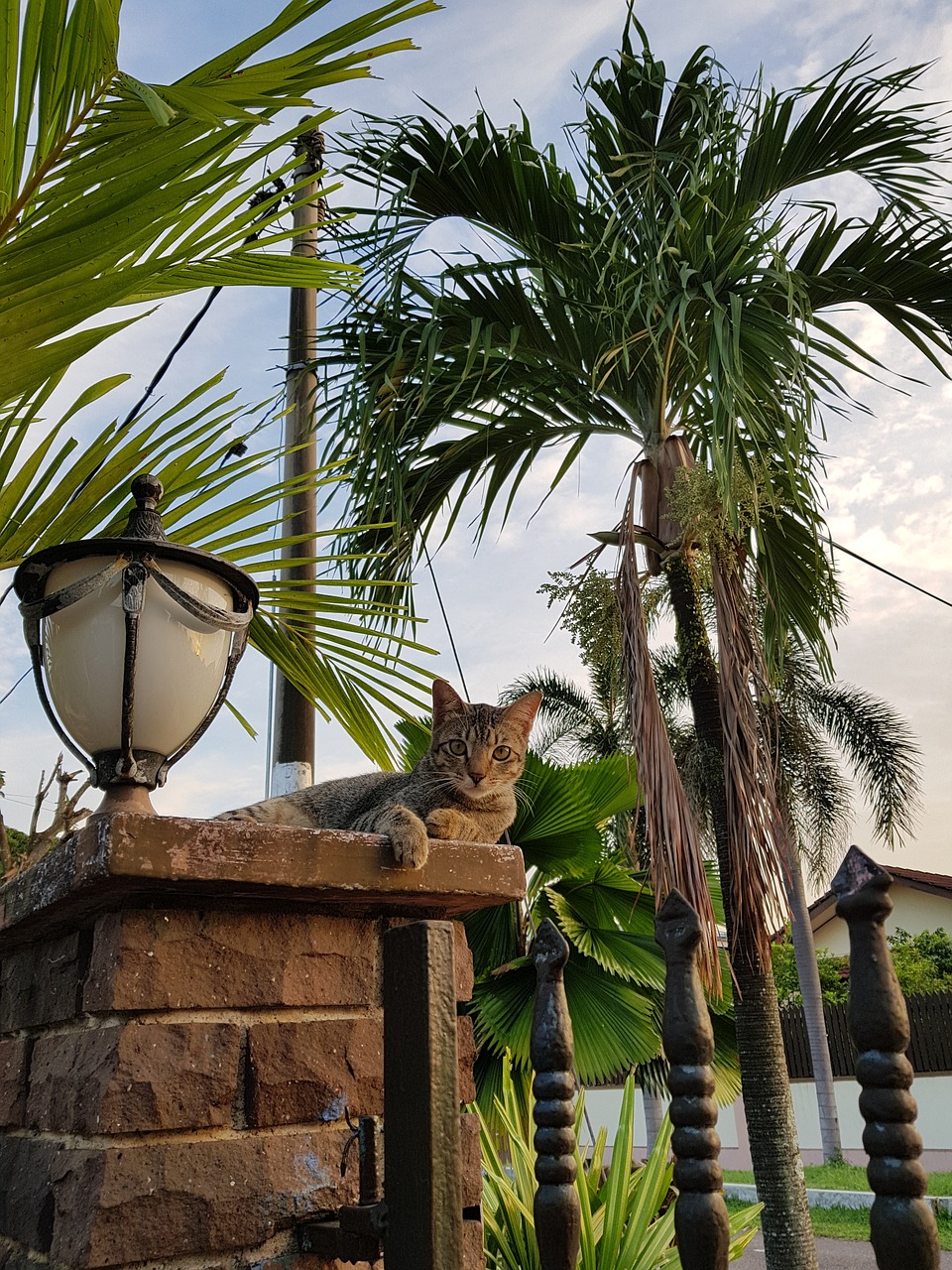 cats lamp outdoor free photo