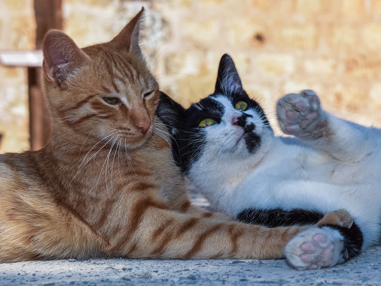 cats playing outdoor free photo