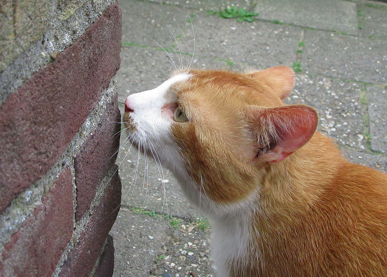 cats alley cat smell free photo