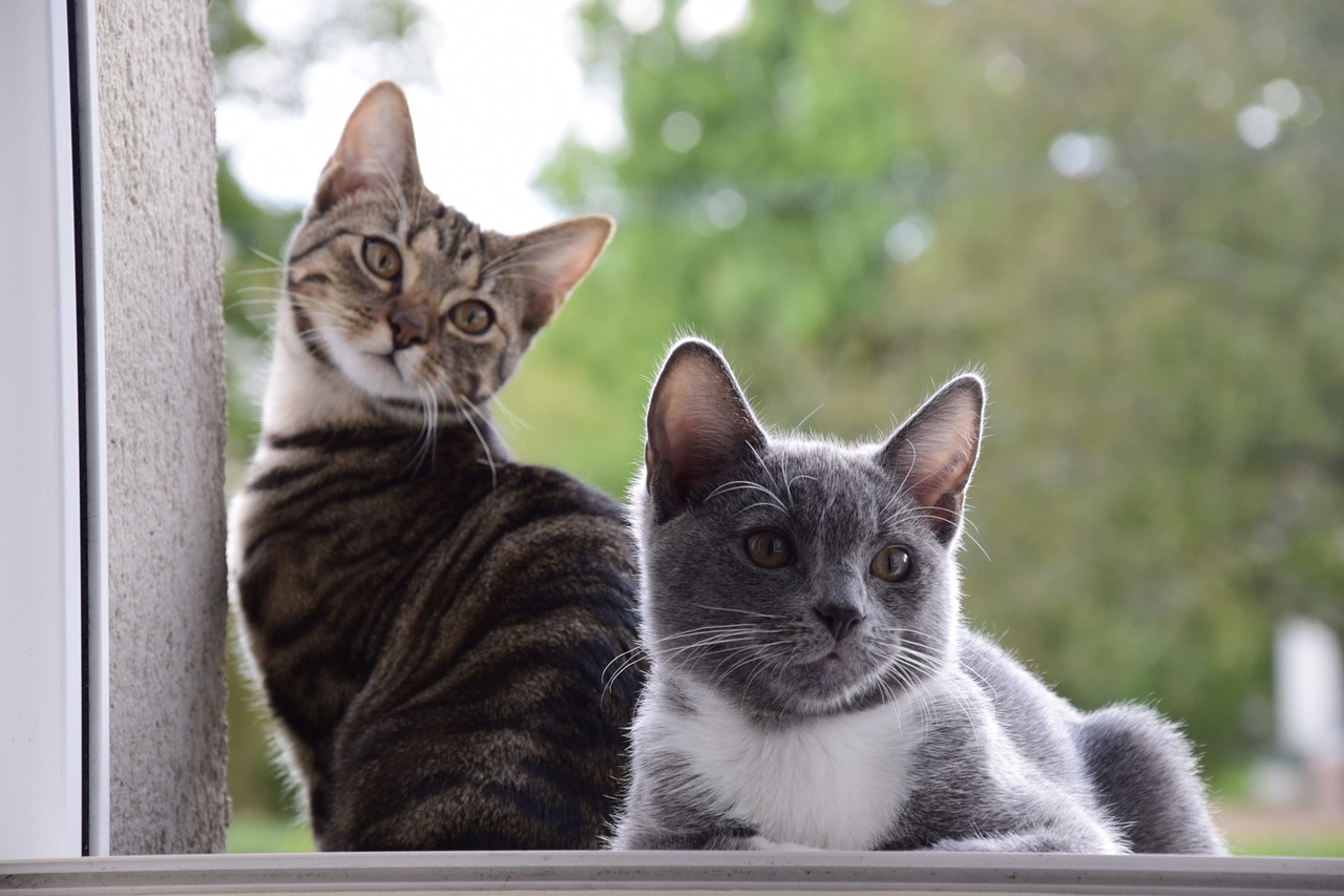 cats animals portrait free photo