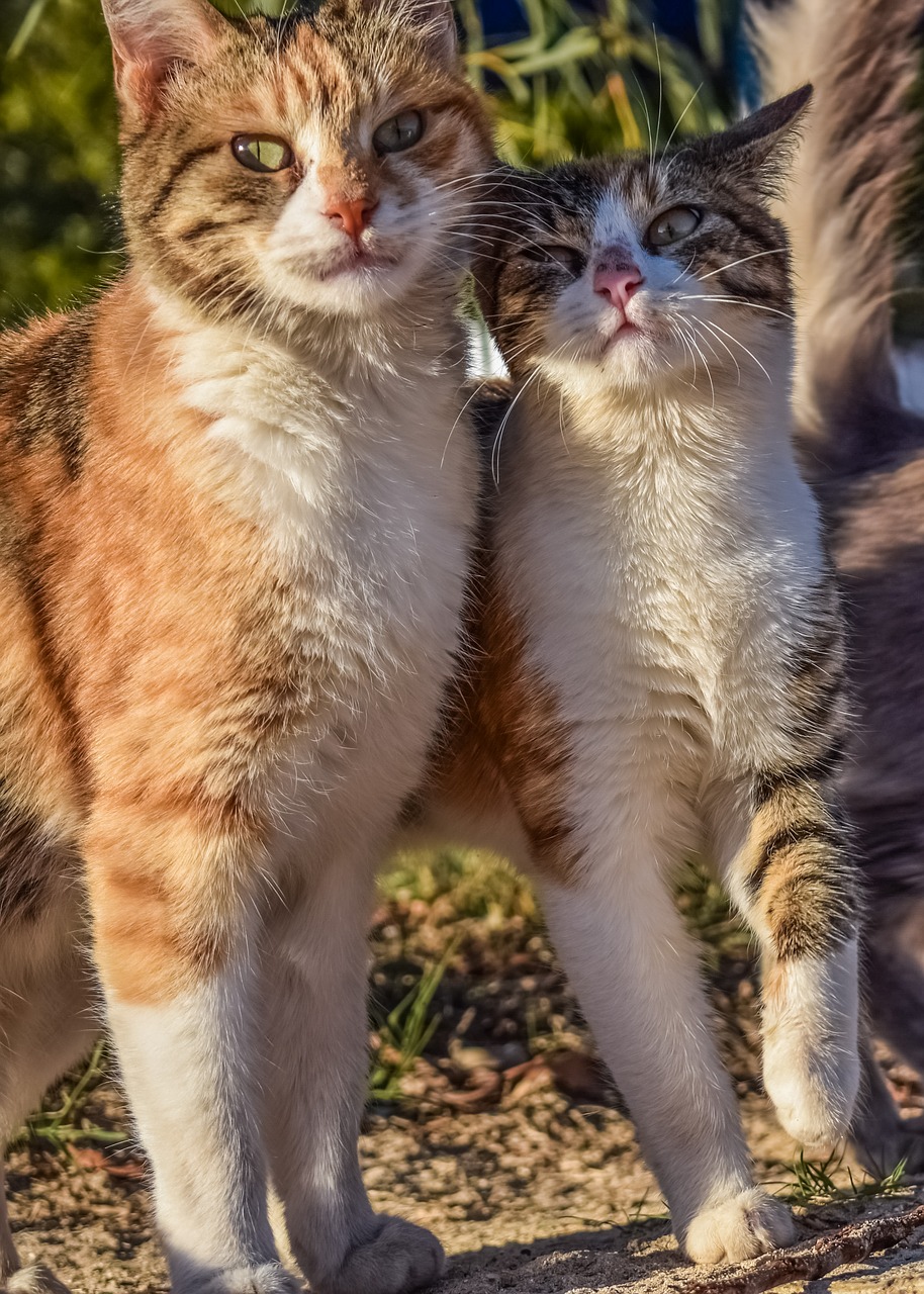 cats stray friends free photo