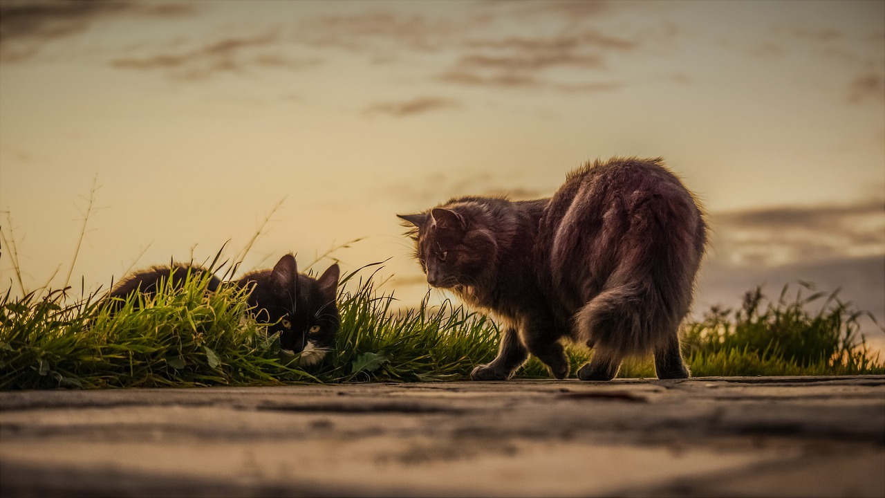 cats stray sunset free photo