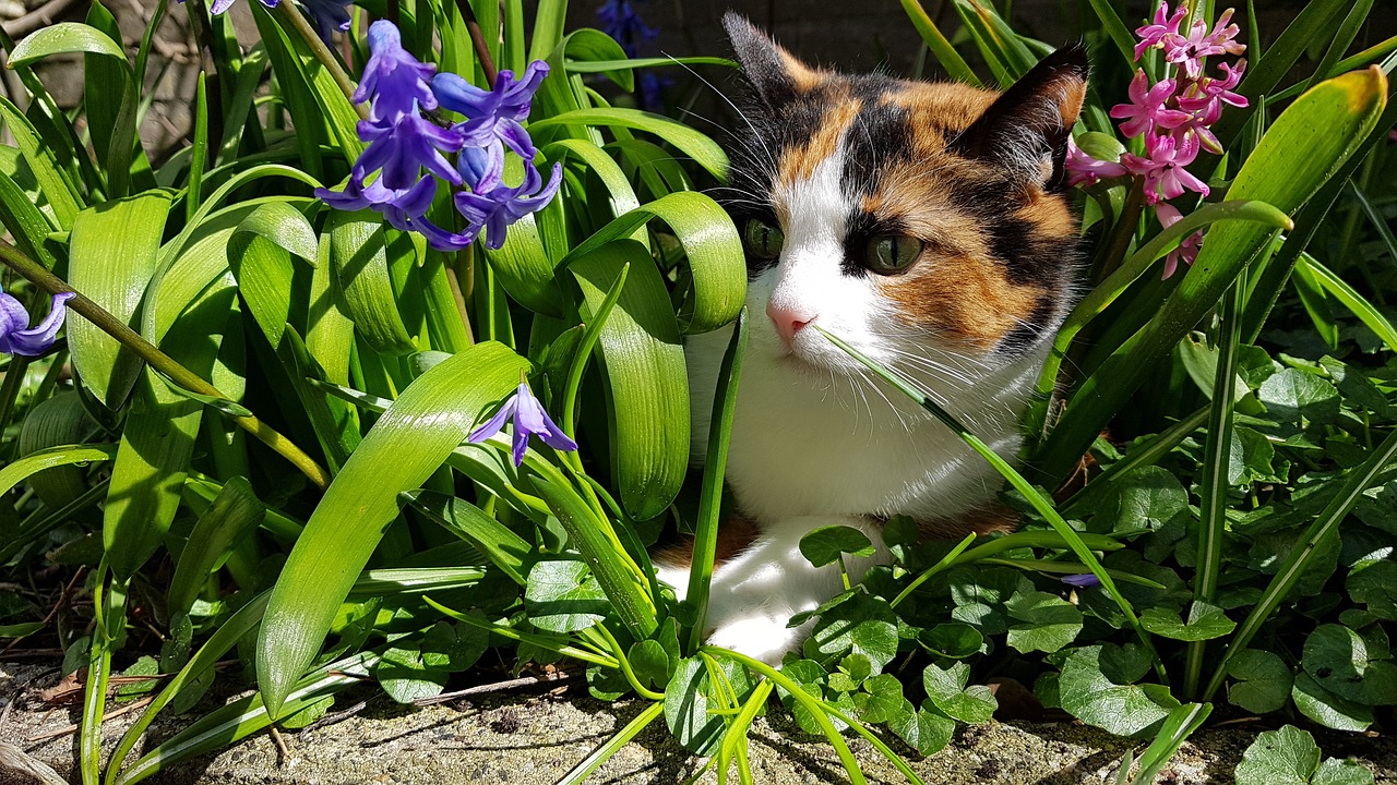 cats spring nature free photo