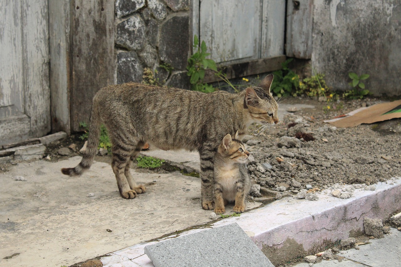 cats  asia  animals free photo