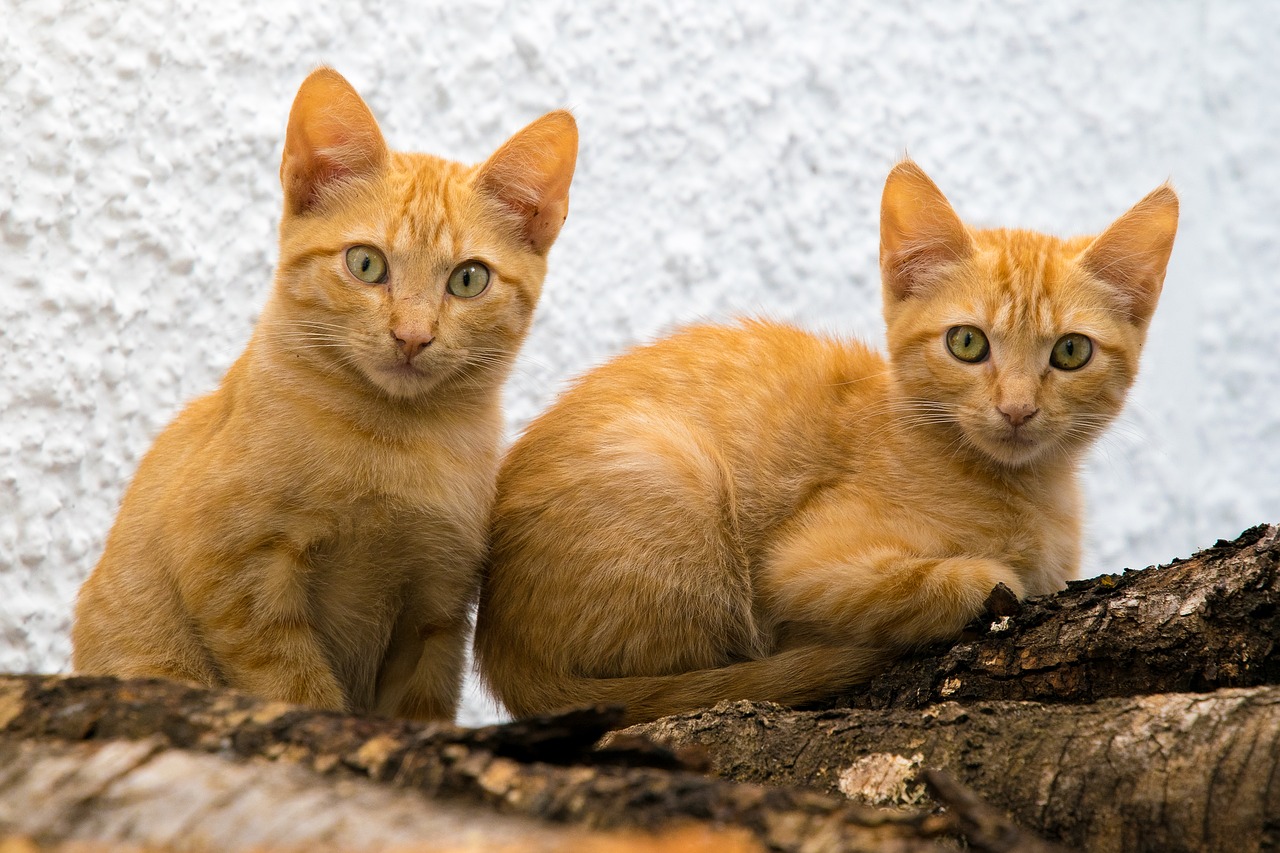 cats  brothers  puppies free photo