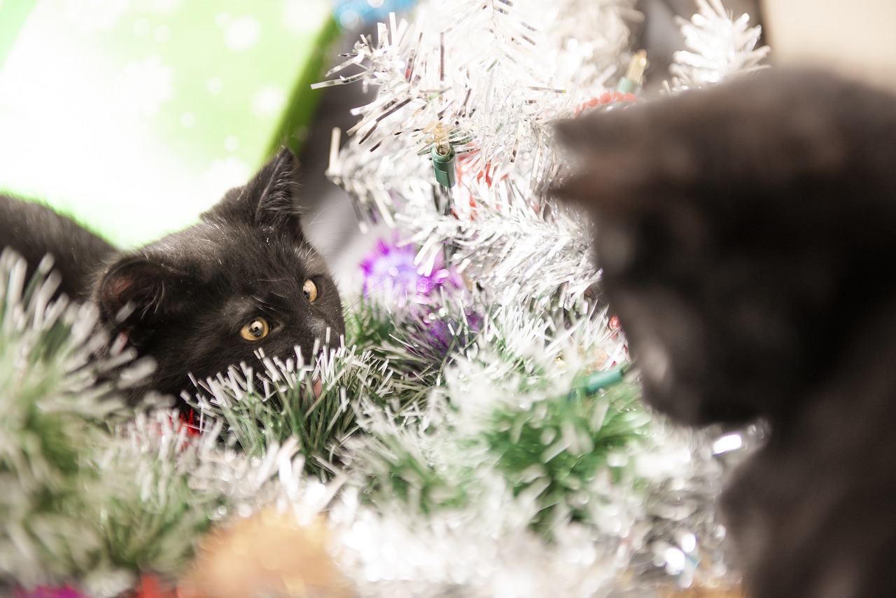 cats  christmas  wreath free photo