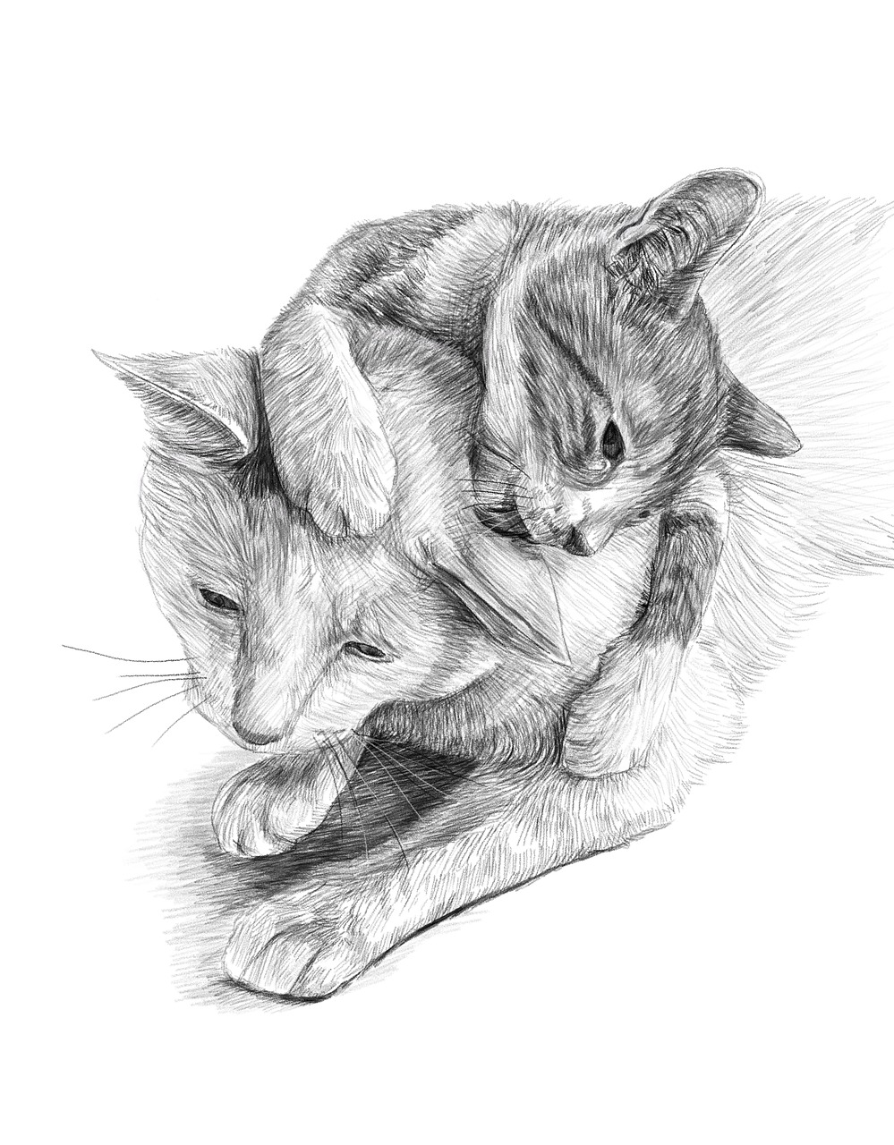 cats  artwork  pencil drawing free photo