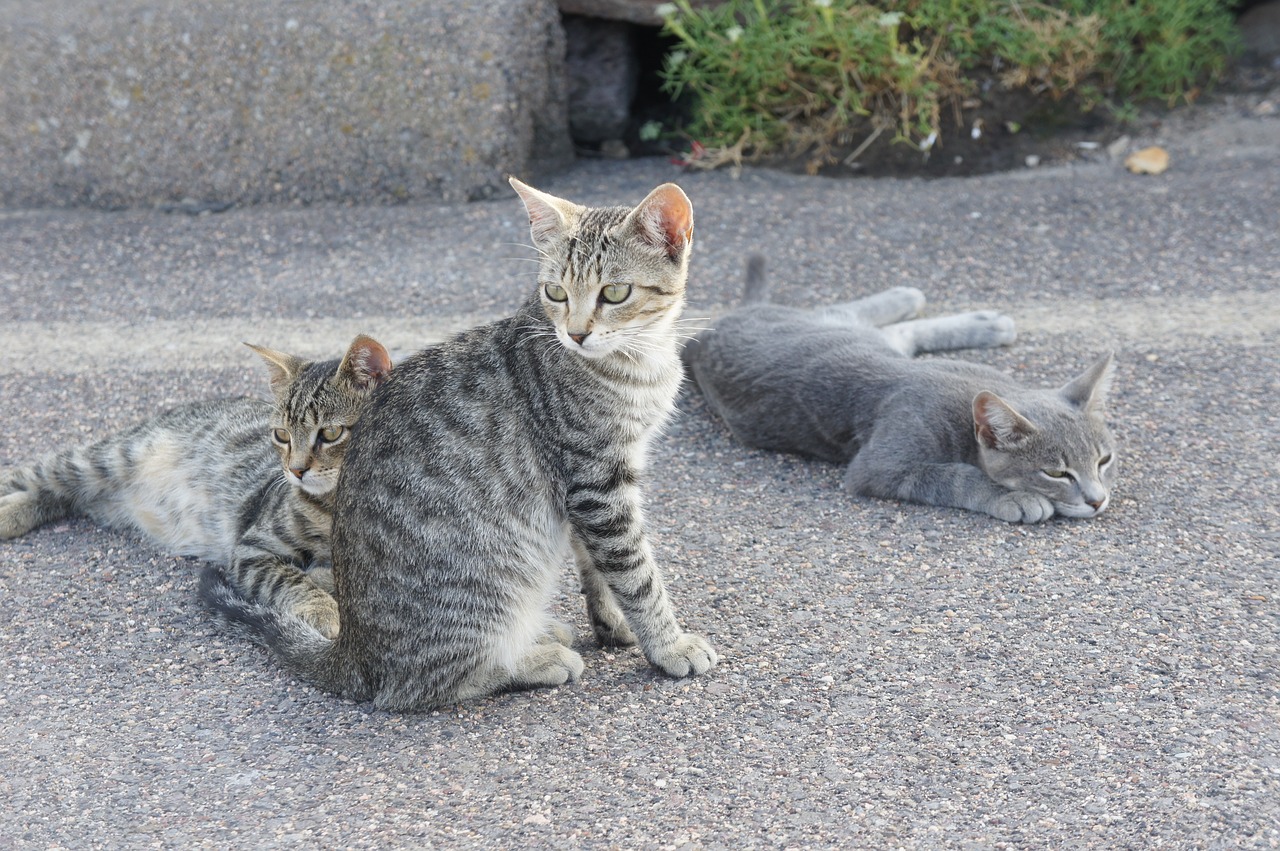 cats  gray  animal free photo