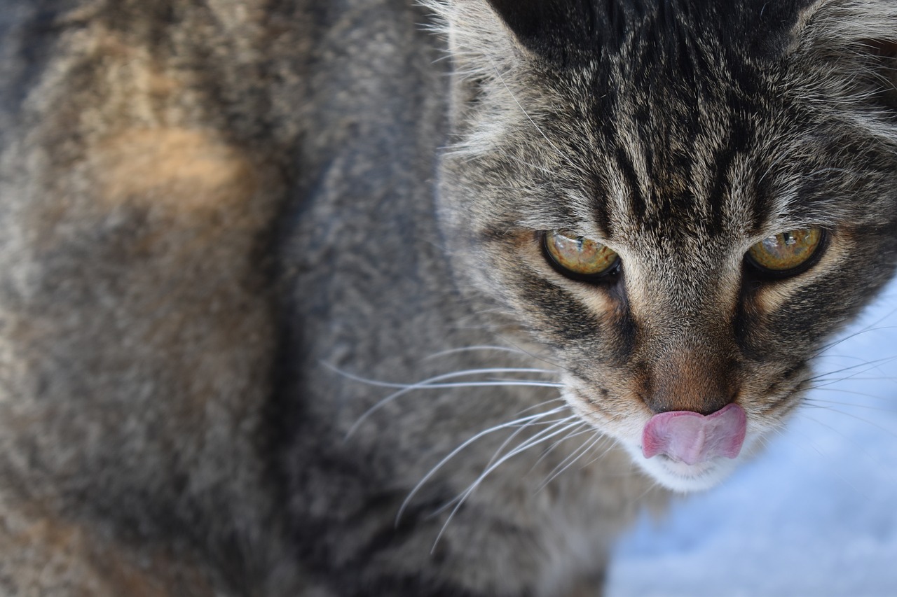 cats  tongue  animal free photo