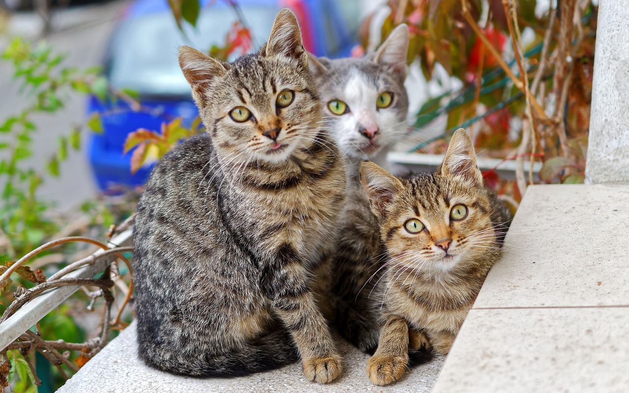 cats  three  together free photo