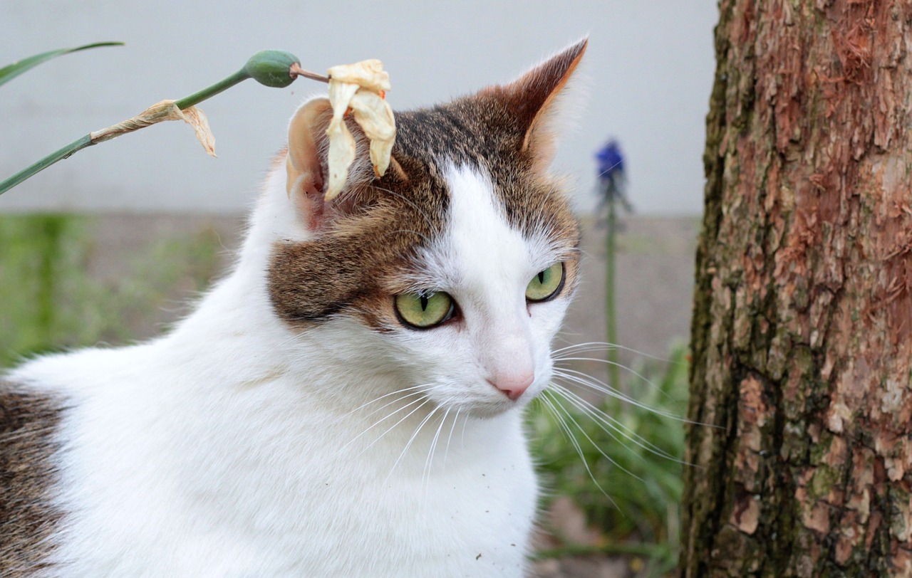 cats  white-cypers  garden free photo