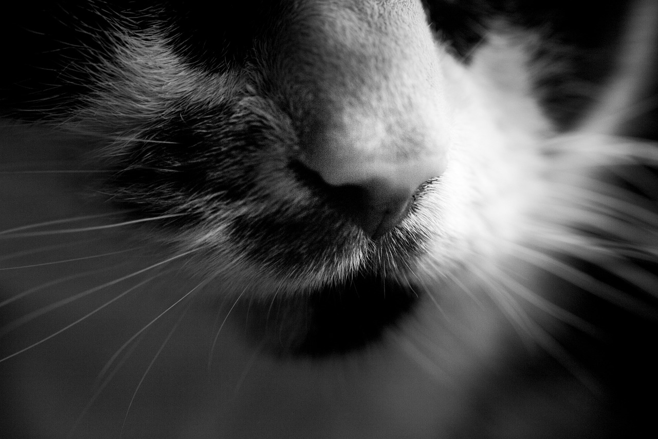 cats  nose  cat free photo