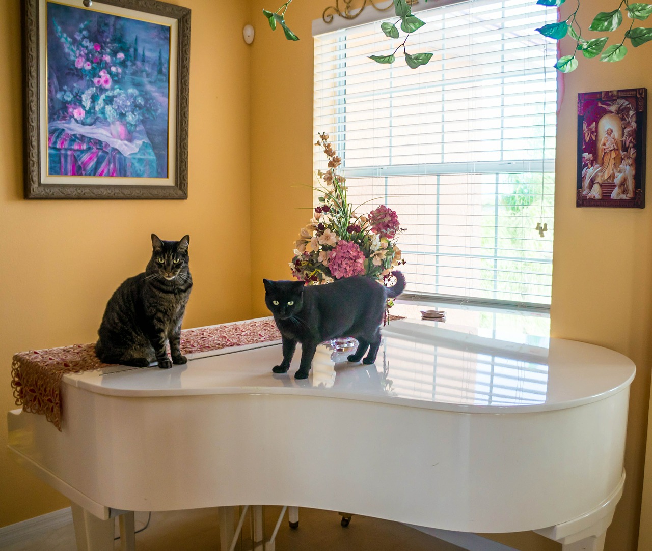 cats piano interior free photo