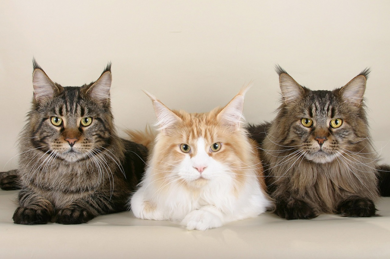 cats maine coon cats three free photo