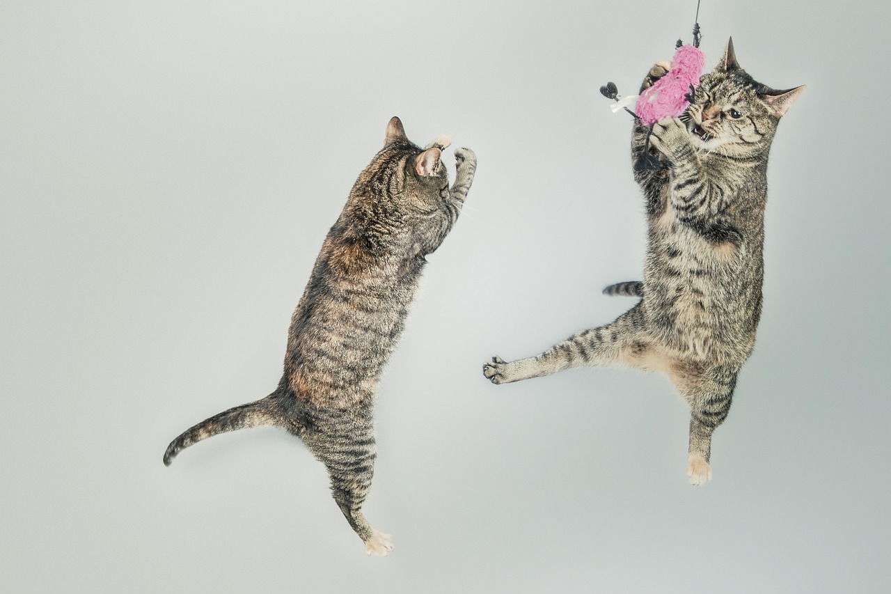 cats jump play free photo