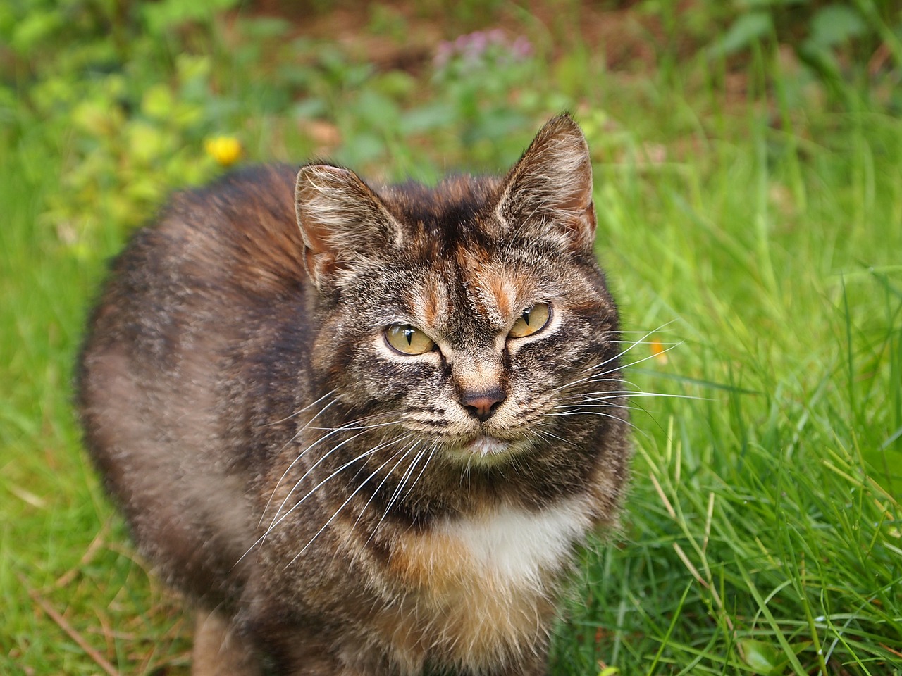 cats wild cat look up free photo