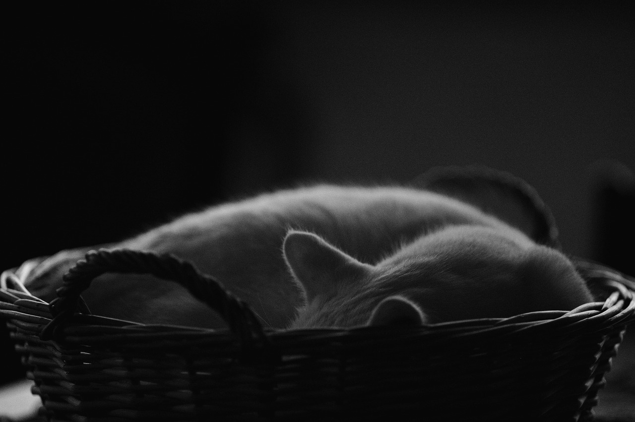 cats-basket sleeping rest free photo