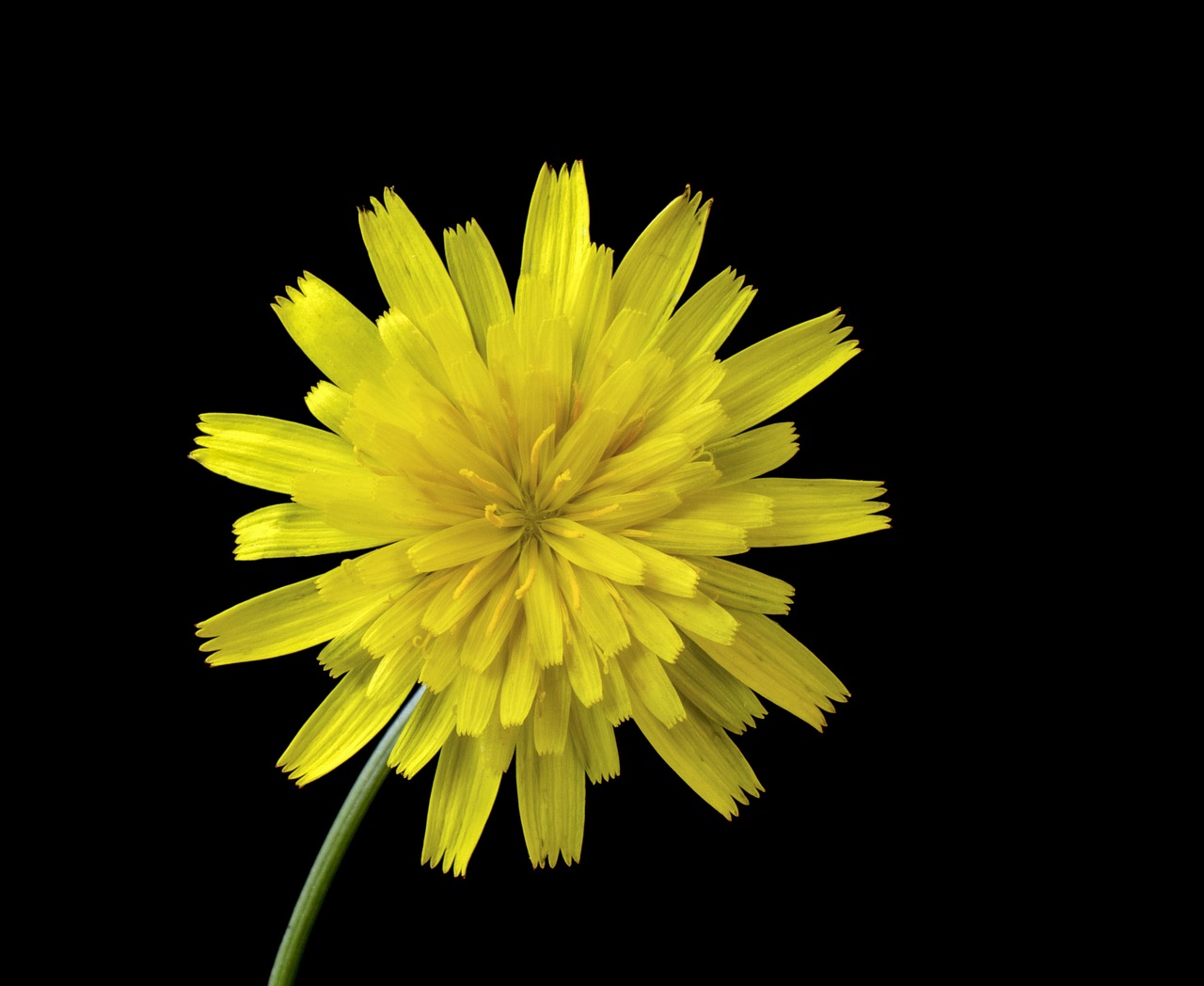 cat's-ear  wildflower  botany free photo