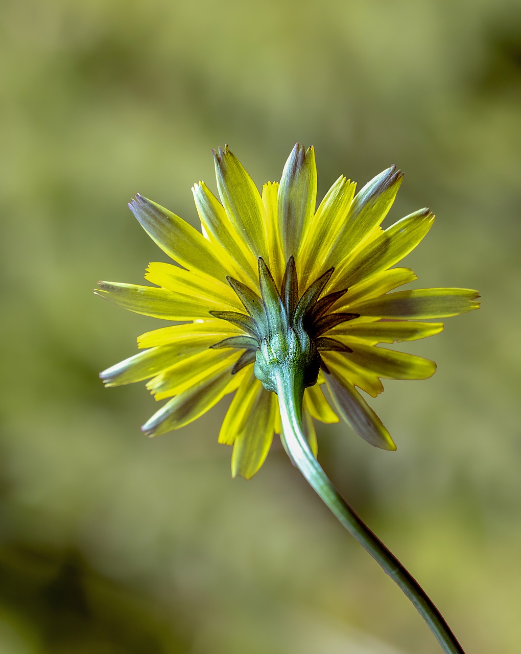 cat's-ear  wildflower  botany free photo