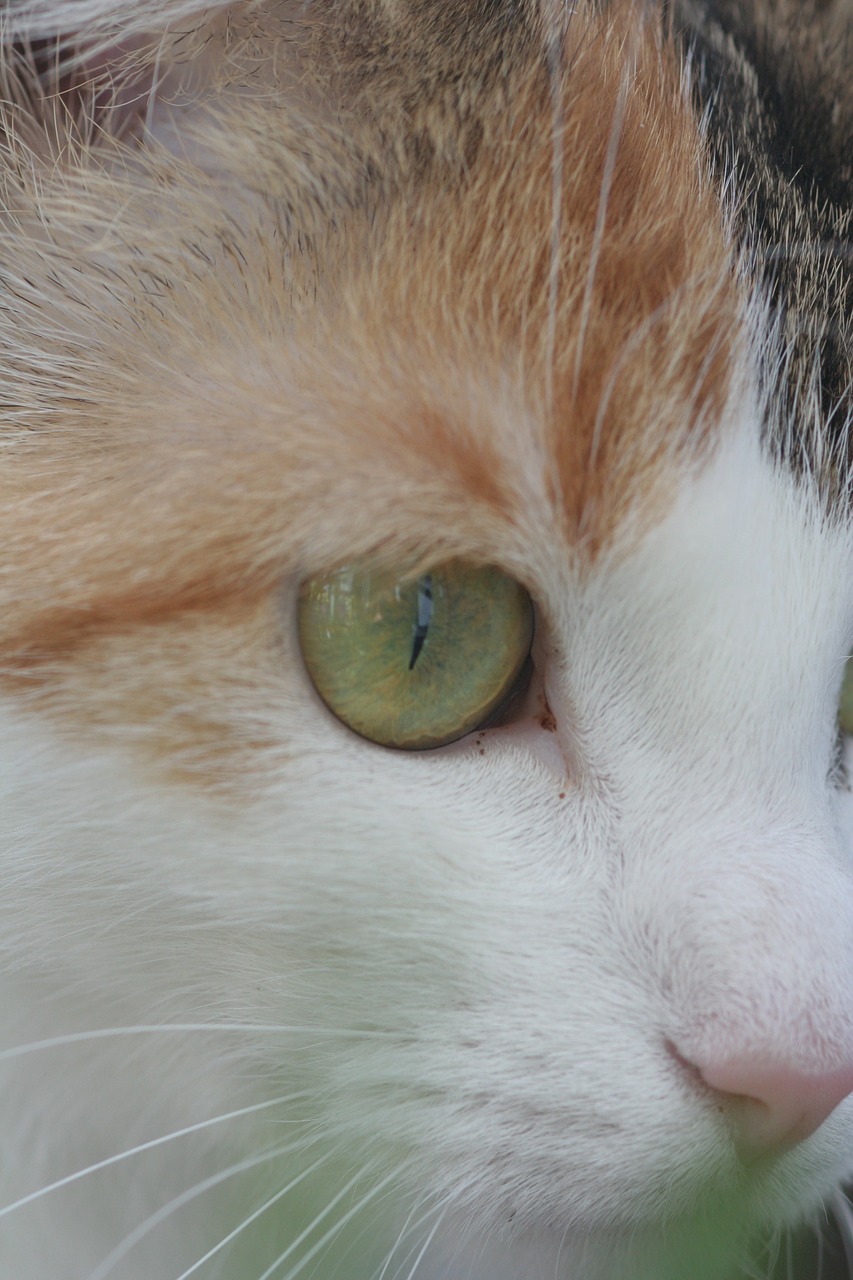 cat's eye cat animal free photo