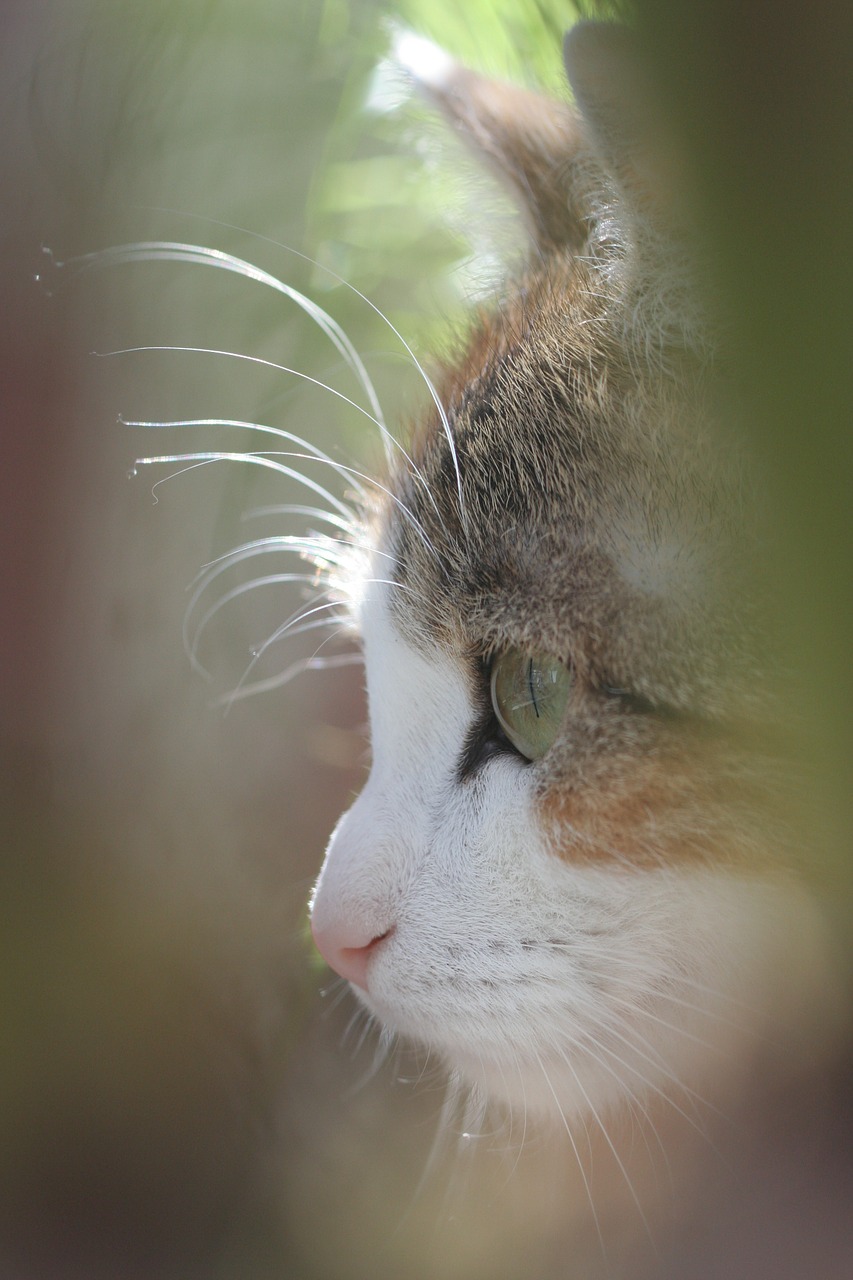 cat's eye domestic cat head free photo