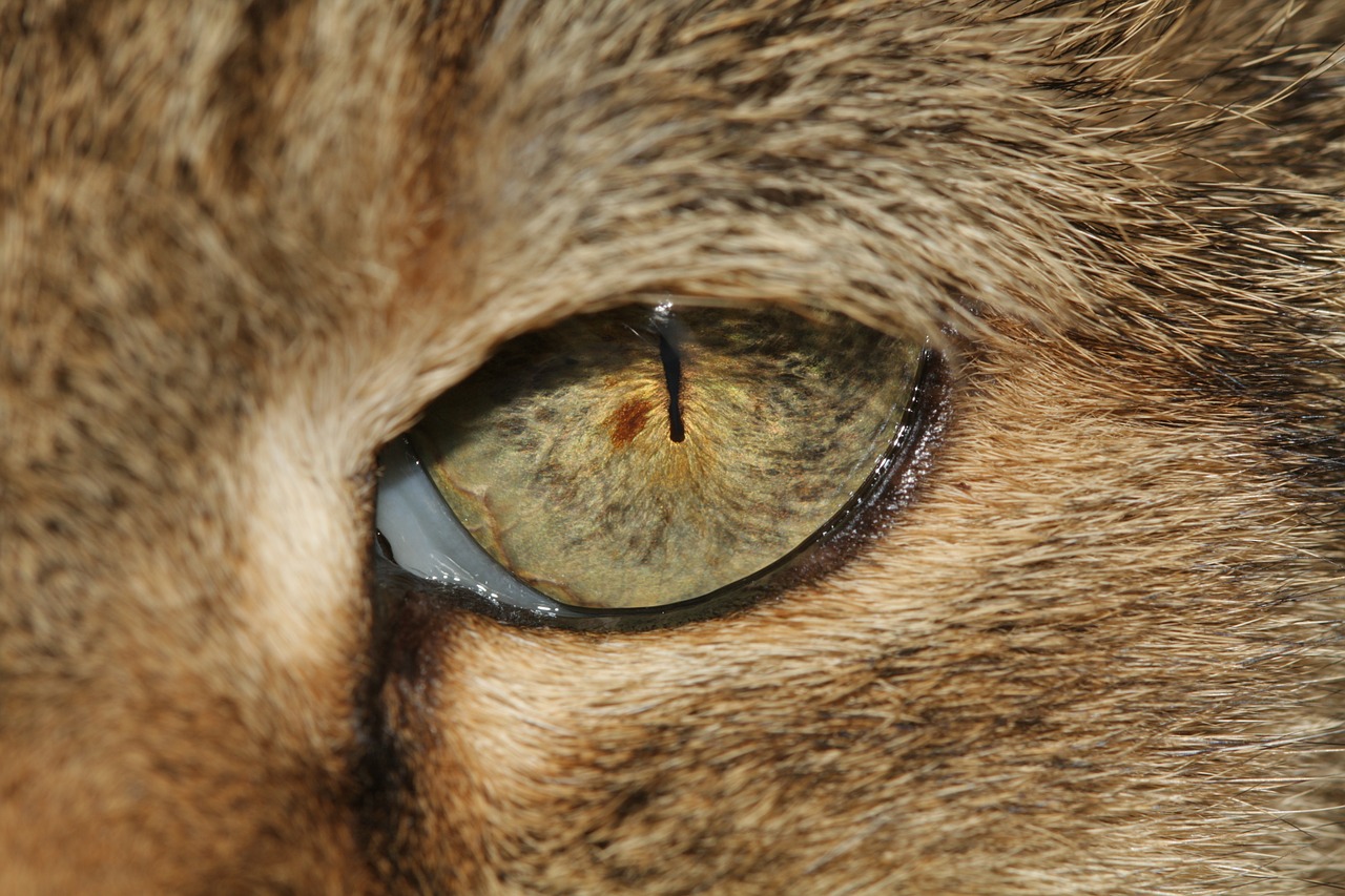 cat's eye eye pupil free photo