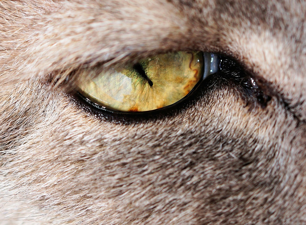 cat's eye cat pet free photo