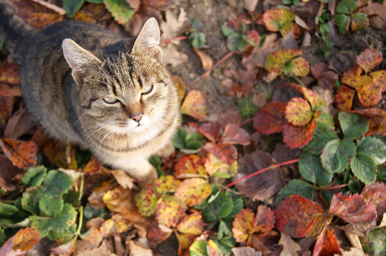 cat's eyes cat inmate free photo