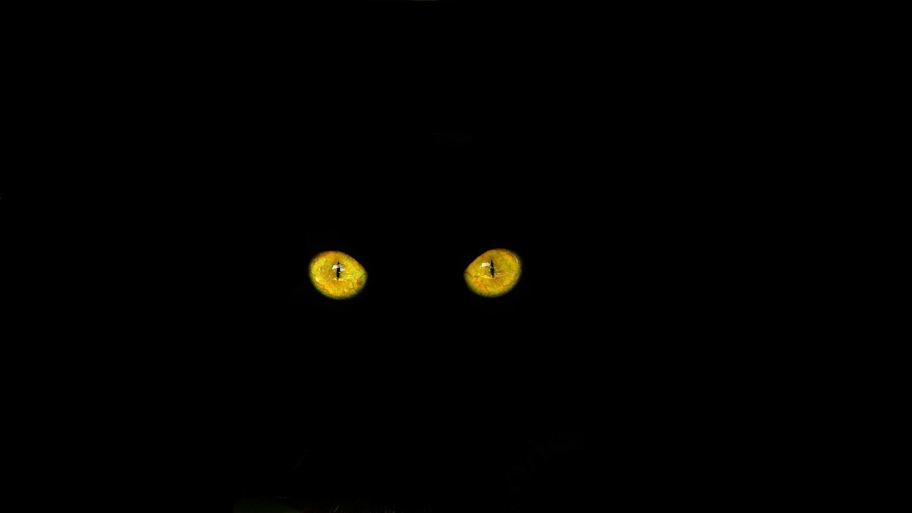 cat's eyes black cat cat free photo