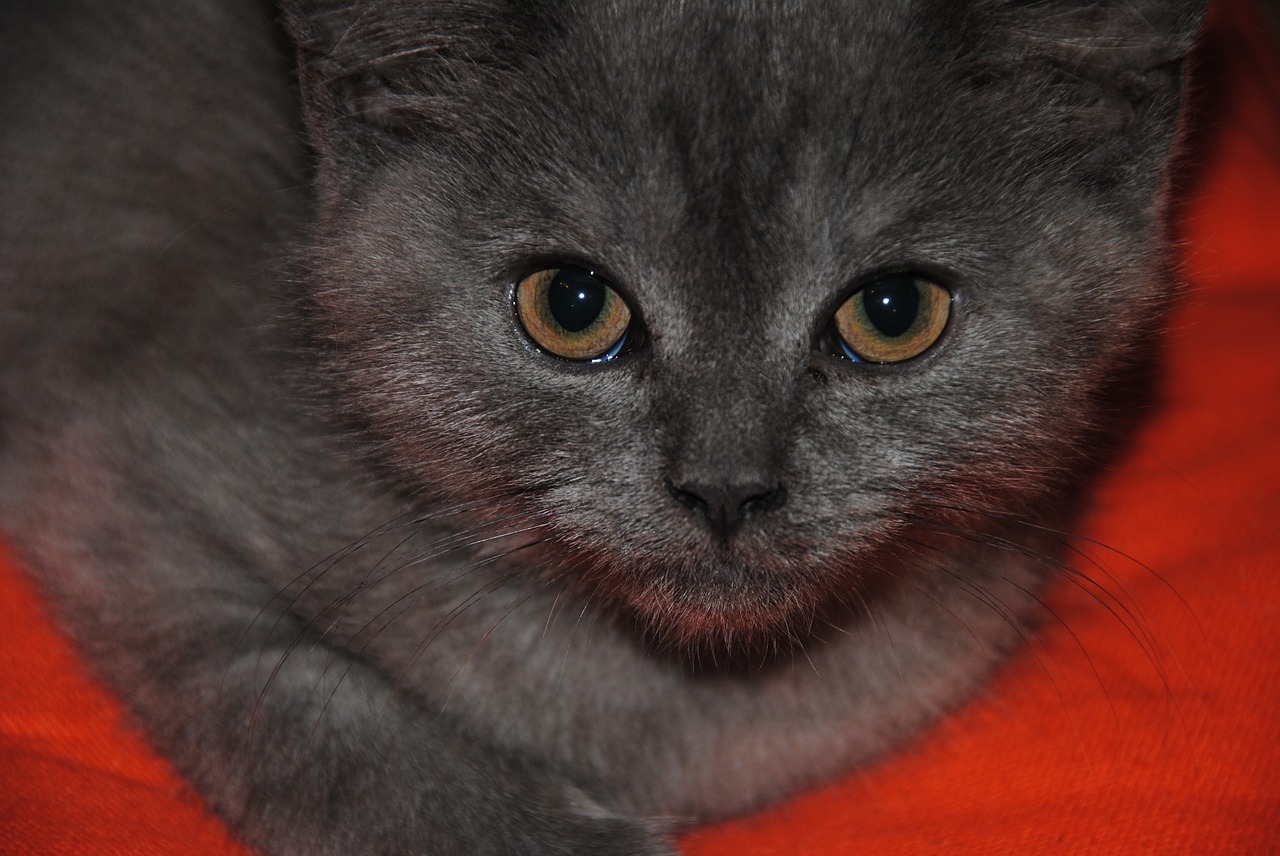 edit-free-photo-of-cat-s-eyes-grey-cat-cat-portrait-cat-face-needpix