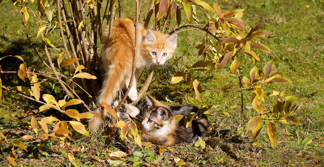cats guys cat kitten free photo