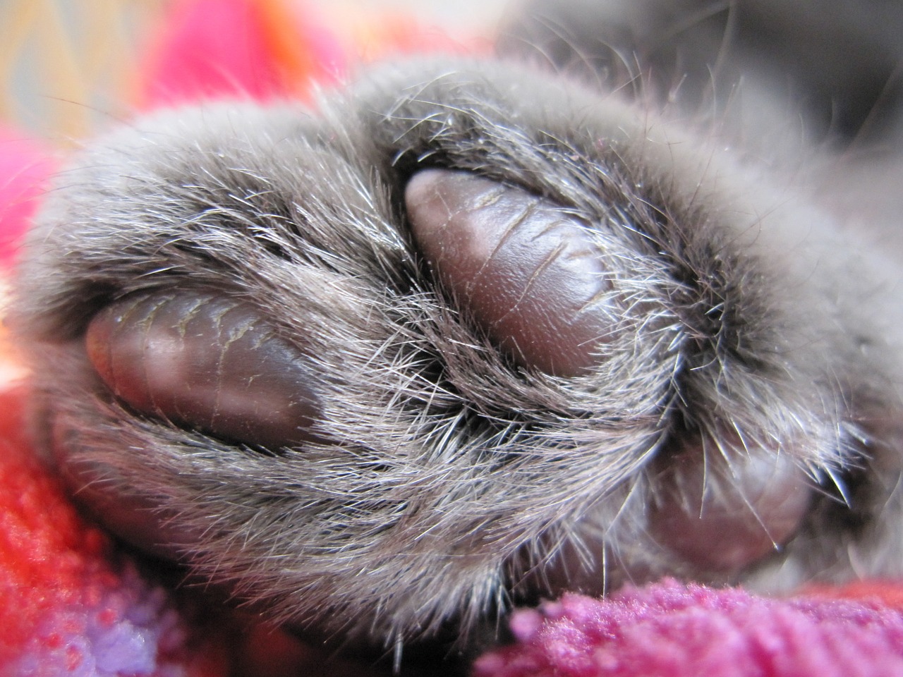 cat's paw grey carthusian free photo