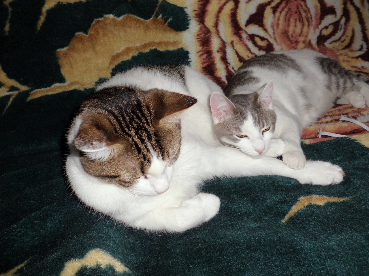 cats sleeping cuddle cuddling free photo