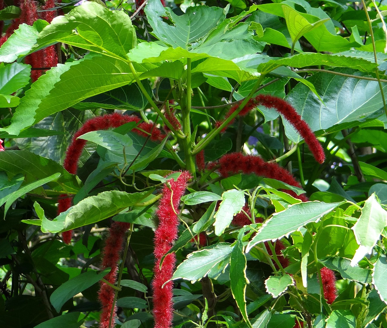 cat's tail red hot cat tail chenille plant free photo