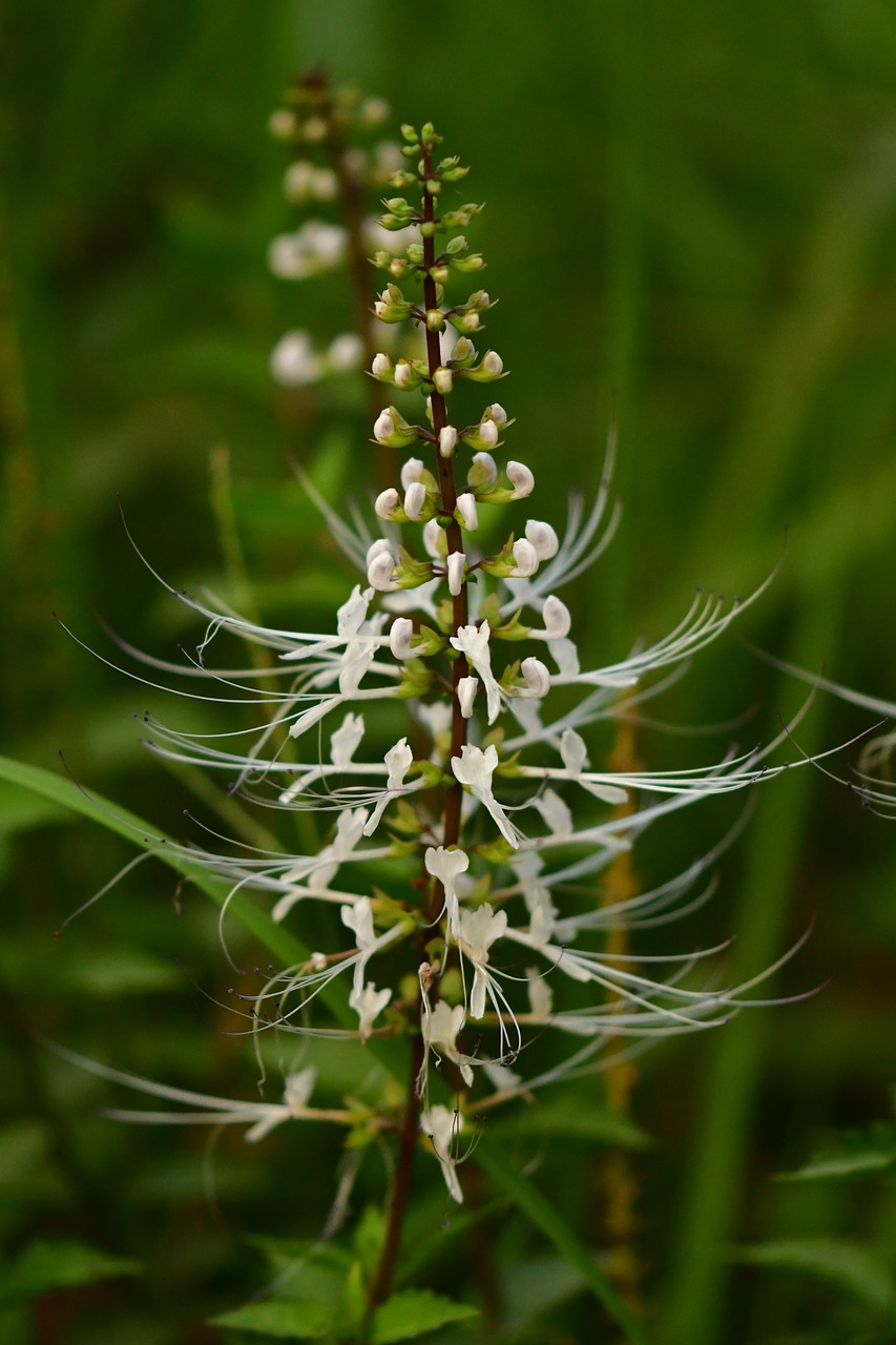 cat's whiskers  medicinal plant  white petal free photo