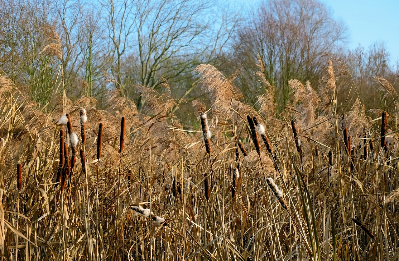 cattail reed plant free photo