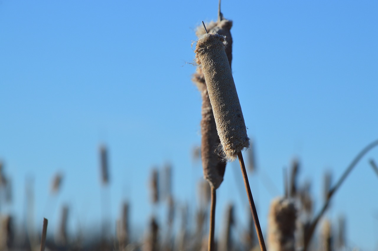 cattail reeds nature free photo