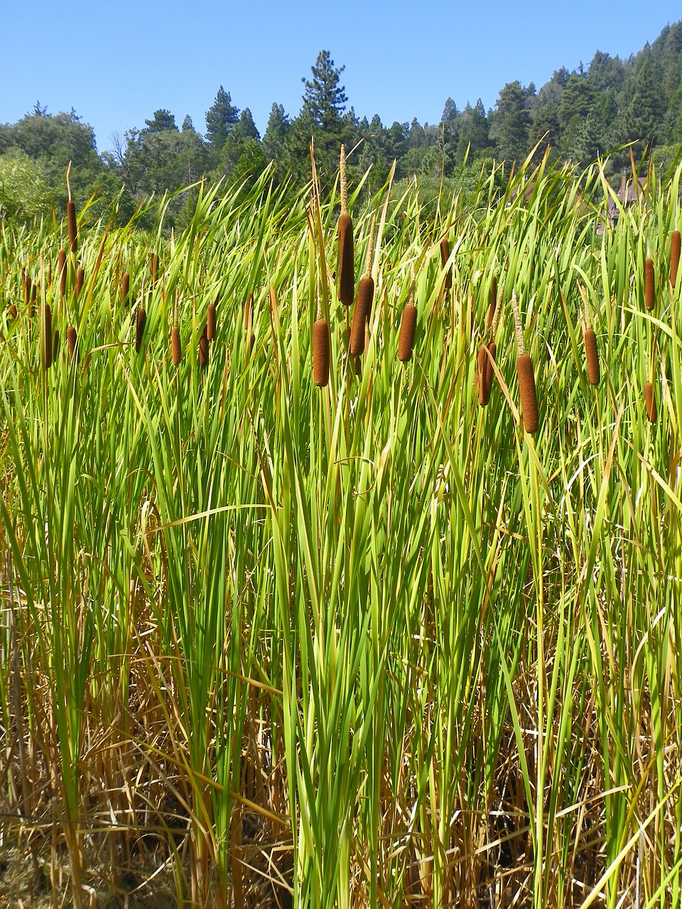 cattail marsh plant free photo