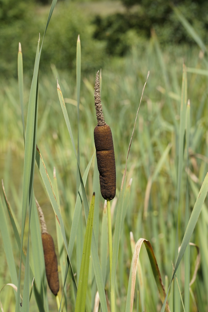 cattail fouling bank free photo