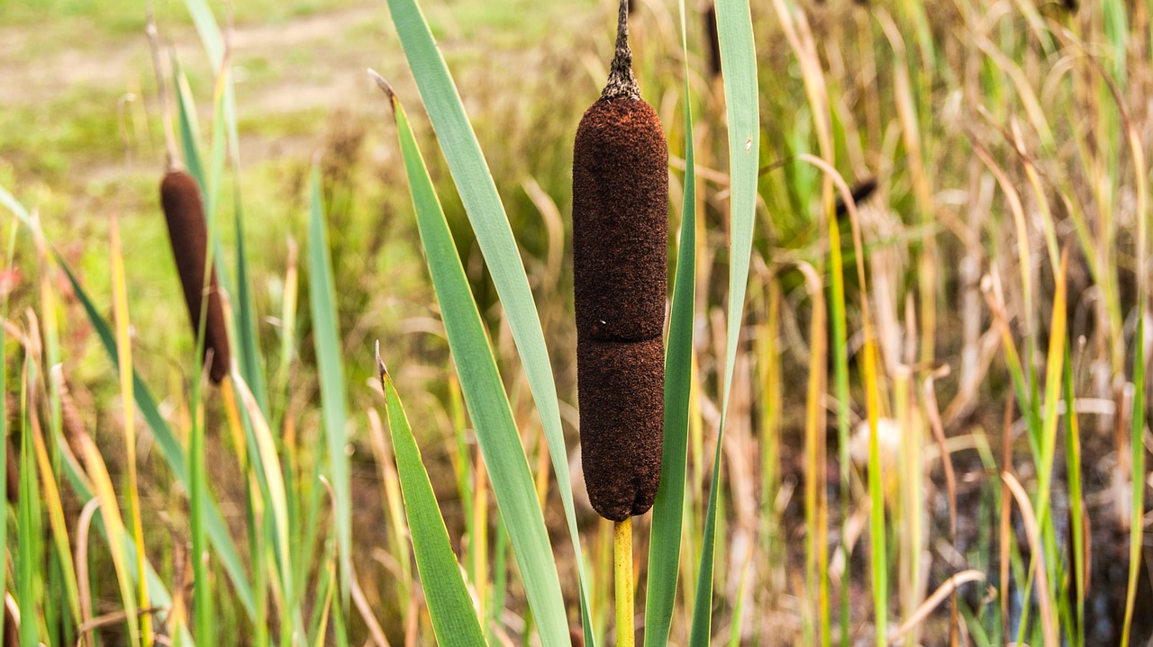 cattail nature outdoor free photo