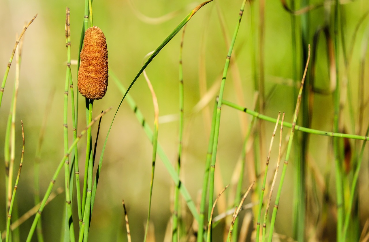 cattail pond plant reed free photo