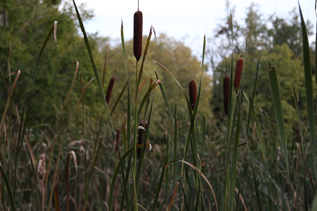 cattail nature water front free photo