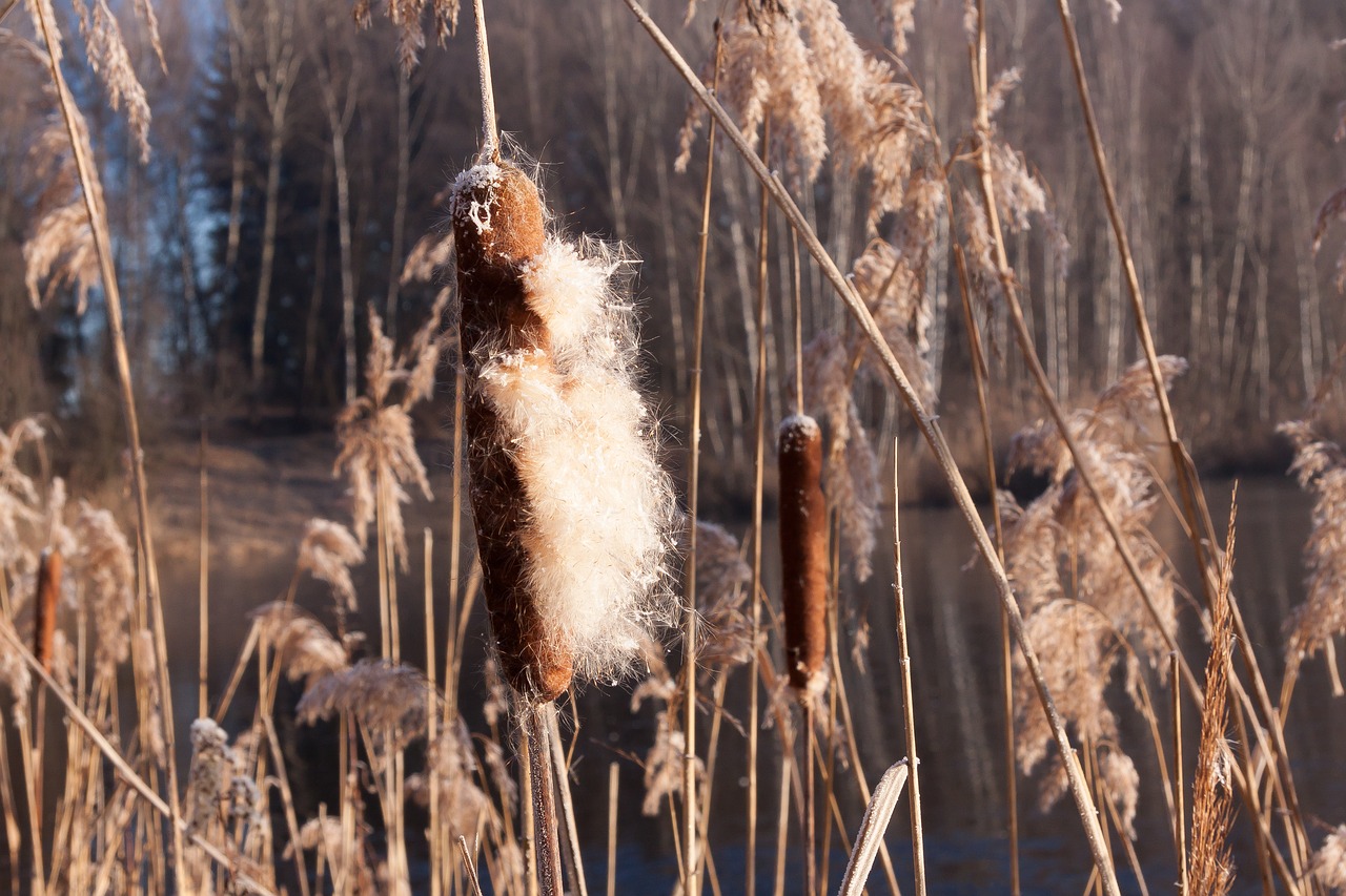 cattail typha flying seeds free photo